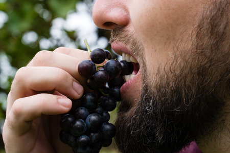 Close-up of a bearded man enjoying a handful of fresh, dark grapes outdoors. He holds the bunch and takes a bite, savoring the juicy fruit against a blurred green background.の写真素材