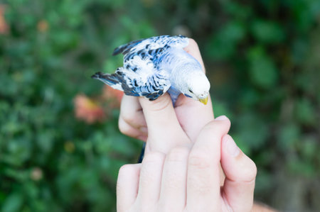 A delicate blue and white bird rests peacefully in caring hands against a soft green backdrop. The...