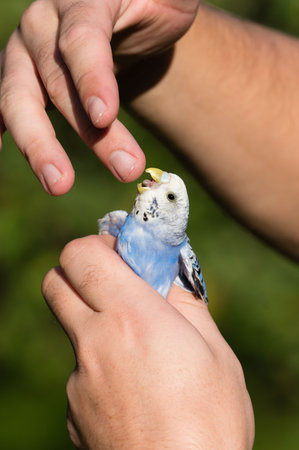 Close-up of a person's hands carefully holding a light blue budgerigar. The person appears to be...
