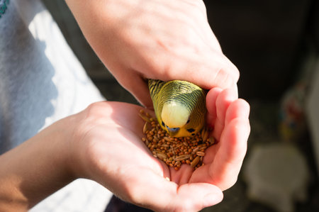 Close-up view of a person's hands gently holding a small, colorful parrot. The bird is feeding on...