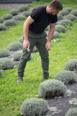 A gardener is diligently trimming rows of lavender plants. He is crouched slightly with pruning...