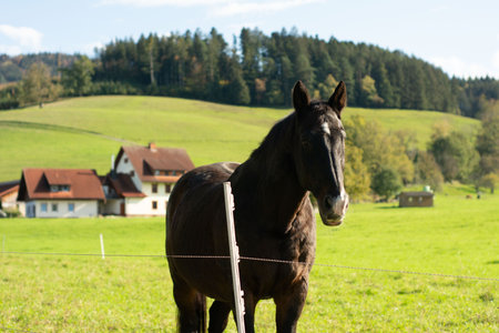 A graceful black horse stands near a wooden fence, surrounded by vibrant green fields and rustic...