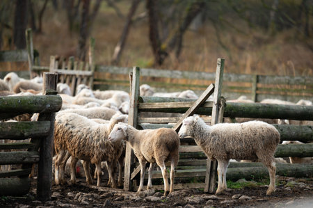 A serene gathering of sheep close to sturdy wooden fences, surrounded by a warm, fading light of...