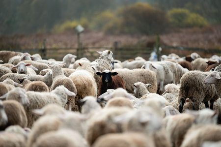 A lone black sheep is surrounded by numerous white sheep, grazing peacefully in a picturesque...