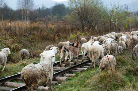 A mix of sheep and goats wanders along abandoned train tracks, surrounded by greenery and trees,...