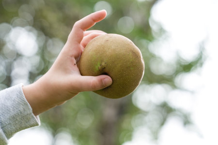A close-up of a hand gently holding a ripe, slightly speckled fruit. The blurred green foliage in the background suggests a natural, outdoor setting, possibly an orchard or garden.の写真素材