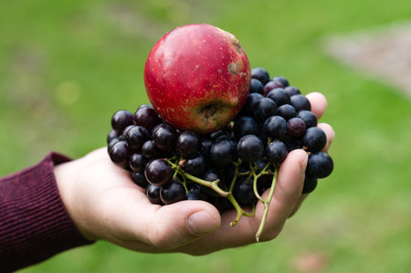 A hand presents a cluster of ripe, dark grapes with a single red apple resting on top. The backdrop is a blurred green lawn, emphasizing the fresh, natural feel.の写真素材