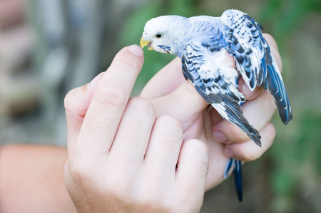 Close-up of a person's hand holding a small, light blue and white bird. The bird appears calm and is resting comfortably.の写真素材