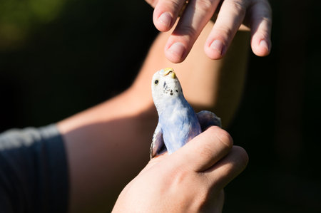 Close-up of a person's hands gently cradling a small, pale blue budgerigar. The bird is calm and appears comfortable.の写真素材