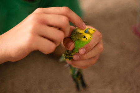 Close-up of a person gently cradling a budgie. The parrot bright plumage is visible, and the scene...