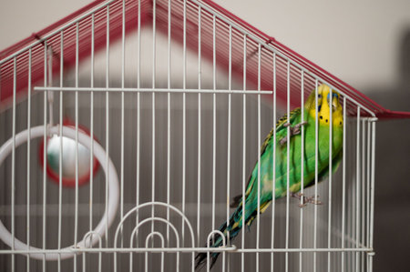 A vibrant green and yellow budgerigar rests inside a white wire cage with a pink roof. The bird is...