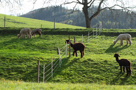 Alpacas enjoy a serene afternoon, grazing on vibrant green grass as sunlight filters through the trees, creating a picturesque landscape in the peaceful countryside.の写真素材