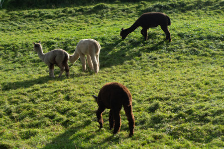 In a vibrant green field illuminated by soft daylight, four llamas enjoy their meal. Their playful antics and varied coats add charm to this tranquil pastoral landscape.の写真素材
