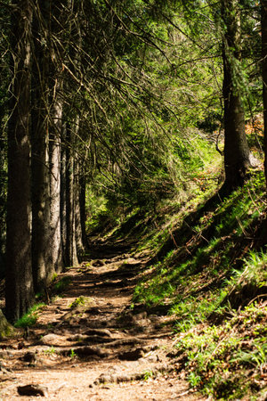 Sunlight streams through the tall trees, illuminating a winding forest path. Lush greenery lines the...