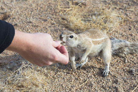 Feeding the squirrelの写真素材