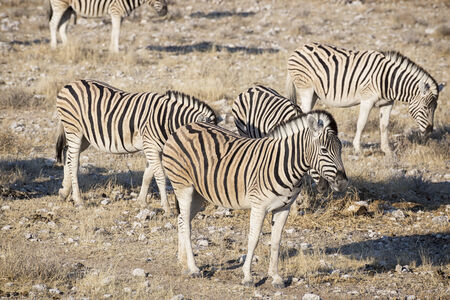 Zebrasの写真素材