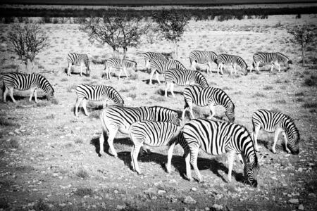 Zebrasの写真素材