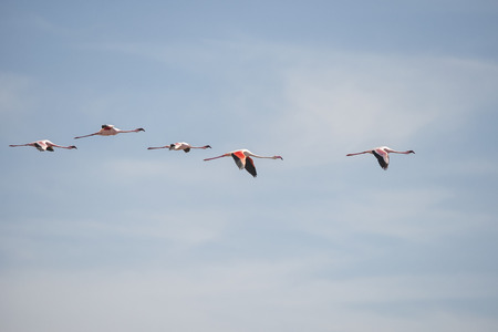 Flamingosの写真素材