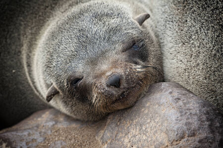 Seal