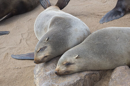 Sealsの写真素材