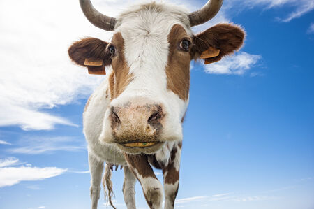 Cow in the sky