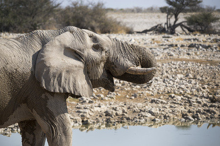 Elephantの写真素材