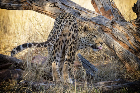 Leopard