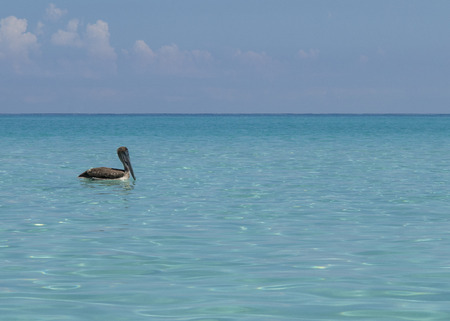 Pelicanの写真素材