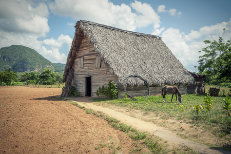 Tobacco farmのeditorial素材