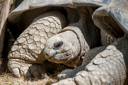 Old turtleの写真素材