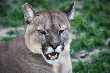 Puma faceの写真素材