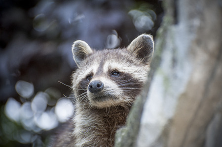 Procyonの写真素材