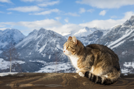 Cat in the alpの写真素材
