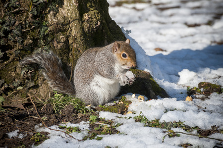 Squirrelの写真素材