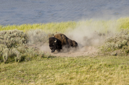 Bisonの写真素材