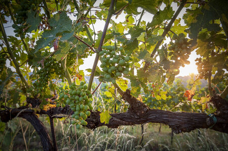 Sunset on the grapesの写真素材