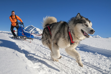 Alpe Giumello  ( Italy ) 01/24/2015: in the Italian alps in january there was the 11th meeting of the Alaskan Malamue breed where people from allover Europe come to show theyr dogsのeditorial素材