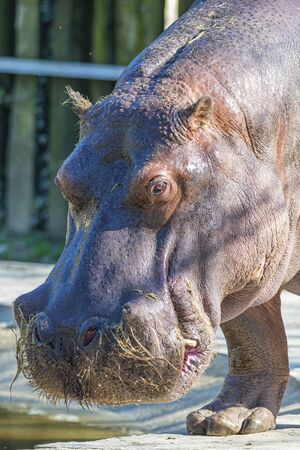 Hippopotamusの写真素材
