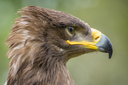 Harris hawk