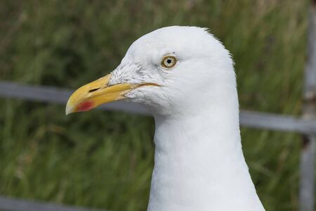 Seagullの写真素材