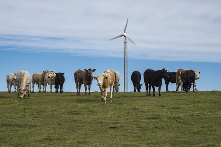 Cows in a fieldの写真素材