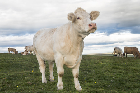 Cowの写真素材