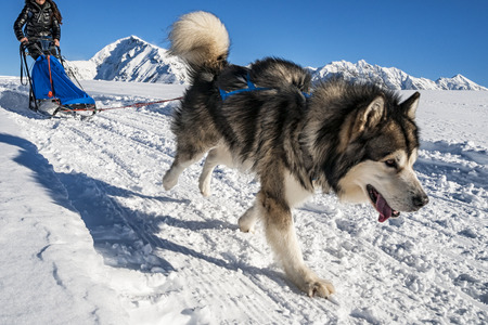 Sled dogの写真素材
