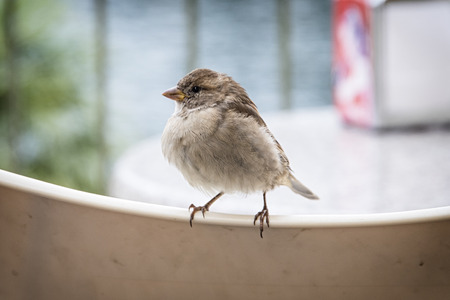 Saprrow on a chairの写真素材