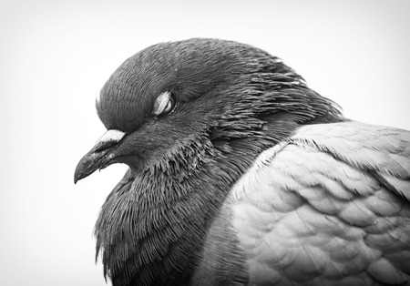Pigeonの写真素材