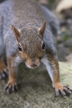 Squirrelの写真素材