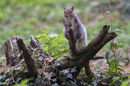 Squirrel