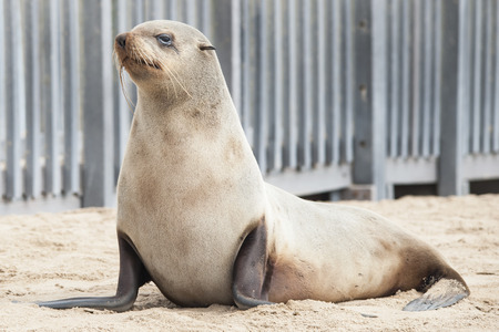 African sealsの写真素材