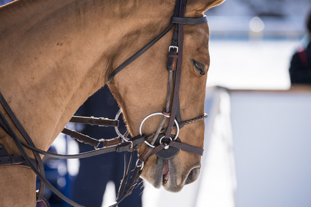 St. Moritz  Switzerland  - January 30,2016: Game actions at the Snow Polo World Cup St.Moritz 2016のeditorial素材