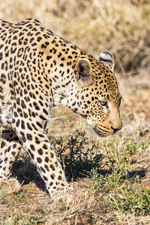 Leopardの写真素材